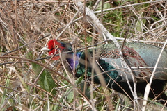 Phasianus versicolor