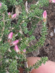 Aspalathus submissa