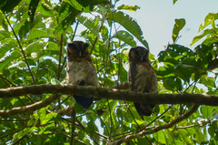Strix leptogrammica