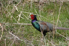 Phasianus versicolor