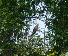 Zanclostomus javanicus