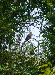 Zanclostomus javanicus