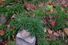 Artemisia selengensis