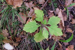 Artemisia stolonifera