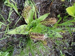 Ledebouria floribunda