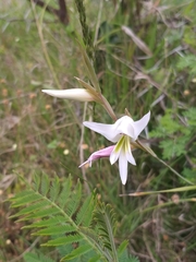 Gladiolus involutus