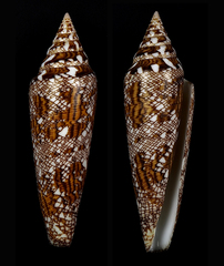 Conus bengalensis image