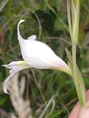 Gladiolus involutus