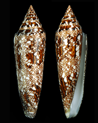 Conus bengalensis image