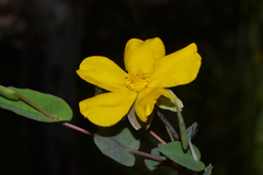 Hibbertia amplexicaulis
