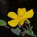 Hibbertia amplexicaulis - Photo (c) Tim Hammer,  זכויות יוצרים חלקיות (CC BY-NC), הועלה על ידי Tim Hammer