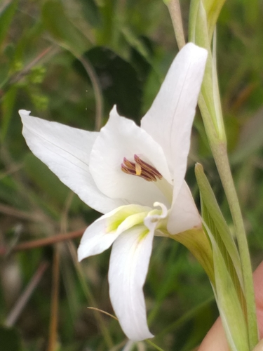 Image of Gladiolus involutus by (c) kevin koen, some rights reserved (CC BY-SA)