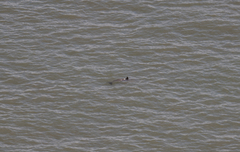 Phocoena phocoena phocoena