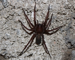 Anachemmis
