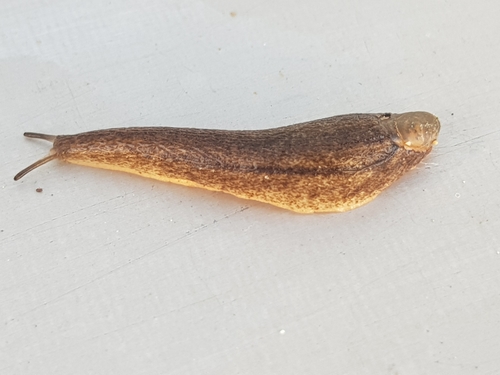 Mauge's Slug