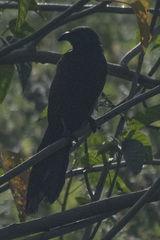 Centropus sinensis parroti