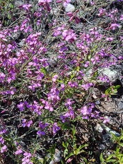 Polygala microlopha