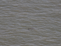 Phocoena phocoena phocoena