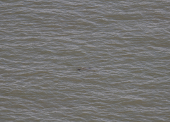 Phocoena phocoena phocoena