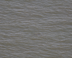 Phocoena phocoena phocoena