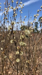 Salix humilis
