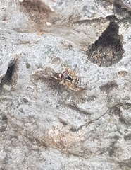 Stenaelurillus lesserti