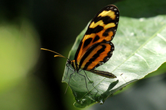 Mechanitis lysimnia utemaia
