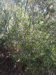 Daviesia corymbosa