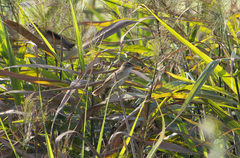 Acrocephalus agricola