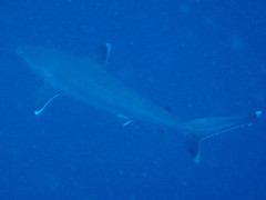 Carcharhinus albimarginatus