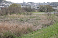 Phasianus versicolor