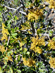 Searsia longispina