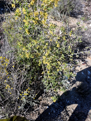 Searsia longispina