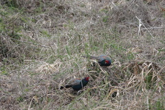 Phasianus versicolor