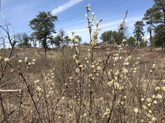 Salix humilis