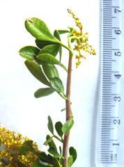 Searsia longispina