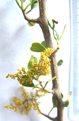 Searsia longispina