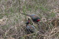 Phasianus versicolor