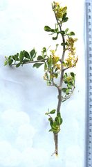 Searsia longispina