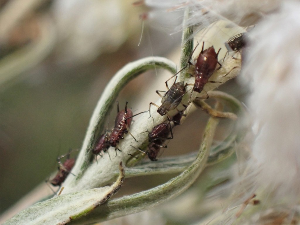 Pearly Everlasting Aphid