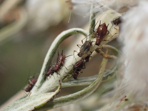 Pearly Everlasting Aphid
