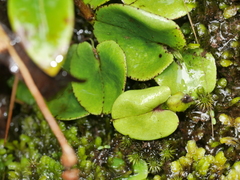 Corybas dienemus