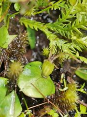 Corybas dienemus