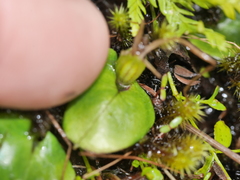 Corybas dienemus