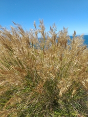 Pentameris eriostoma