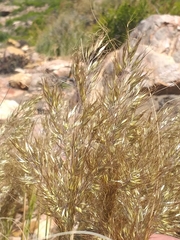 Pentameris eriostoma