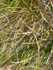 Pentameris eriostoma