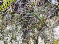 Thelymitra cyanea