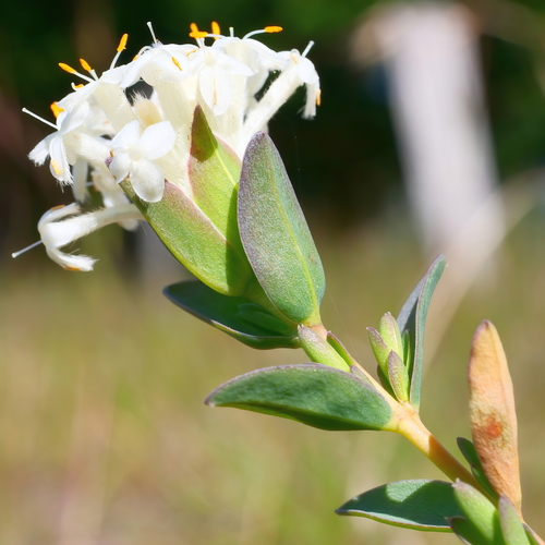 Pimelea glauca R.Br.
