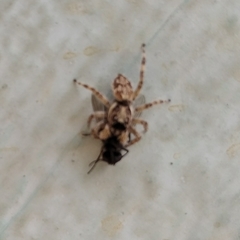 Menemerus semilimbatus